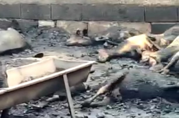 Foto - Ahırda çıkan yangında 25 hayvan telef oldu