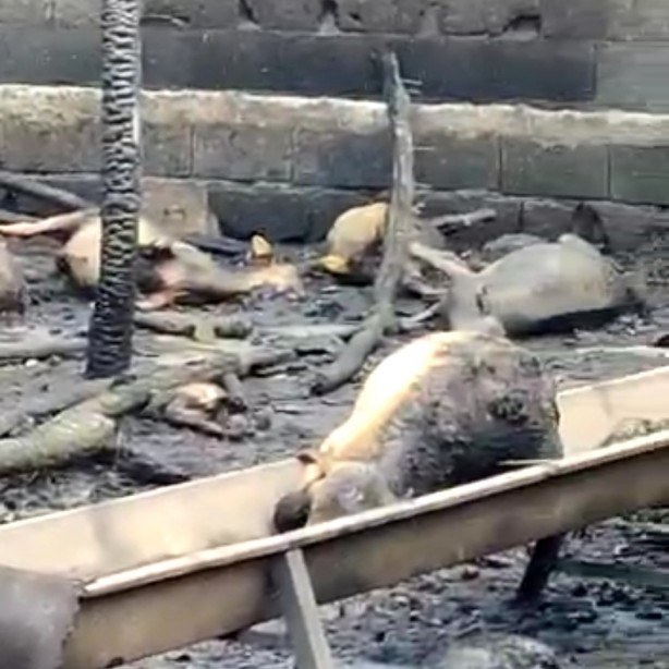 Foto - Ahırda çıkan yangında 25 hayvan telef oldu