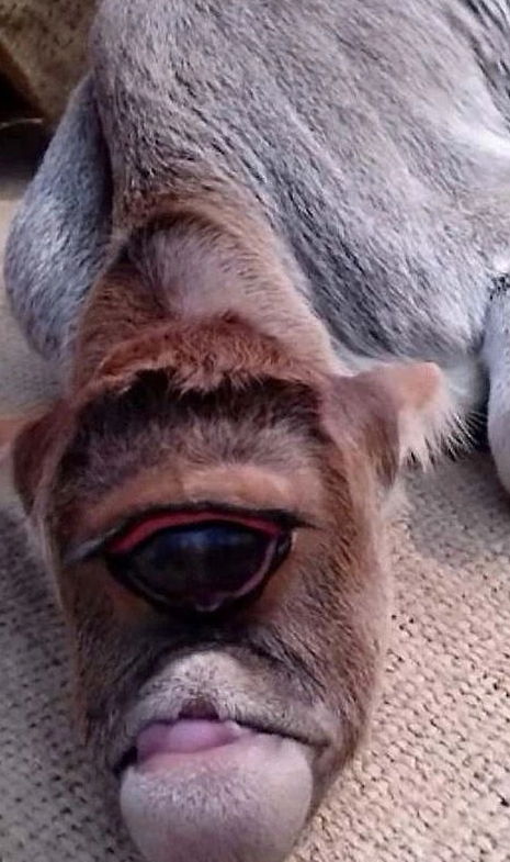 Foto - Ahırda dünyaya geldi dünya dehşete düştü! Tek gözlü buzağı