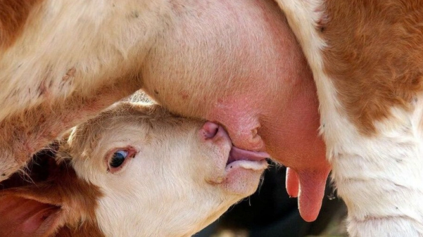 Foto - Ahırda dünyaya geldi dünya dehşete düştü! Tek gözlü buzağı