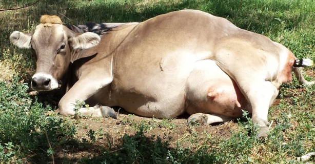 Foto - Ahırda dünyaya geldi dünya dehşete düştü! Tek gözlü buzağı