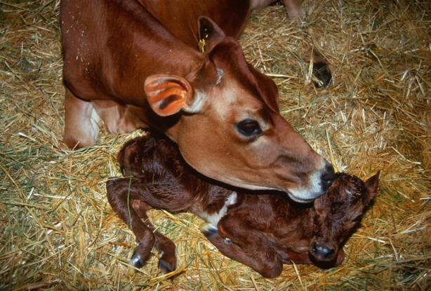 Ahırda dünyaya geldi dünya dehşete düştü! Tek gözlü buzağı