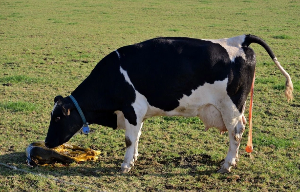 Foto - Ahırda dünyaya geldi dünya dehşete düştü! Tek gözlü buzağı