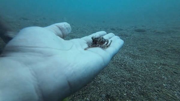 Foto - Ahtapot bakın neyi yuva yaptı!