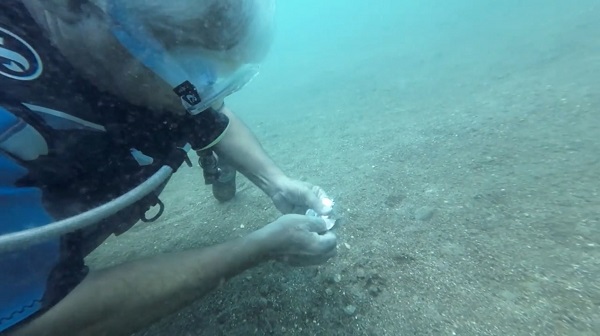 Ahtapot bakın neyi yuva yaptı!