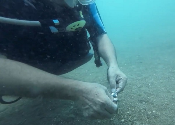 Foto - Ahtapot bakın neyi yuva yaptı!