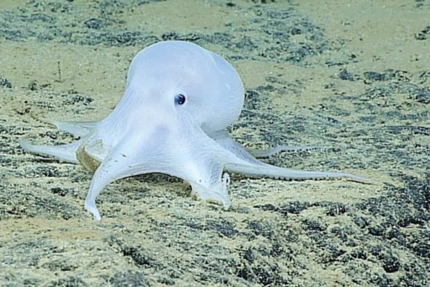 Foto - Ahtapotların uzaylı olduğu ortaya çıktı