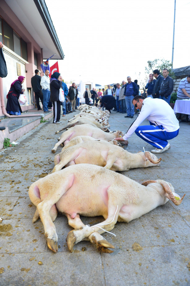 Foto - Aile adına tek bir kurban kesmek yeterli midir?