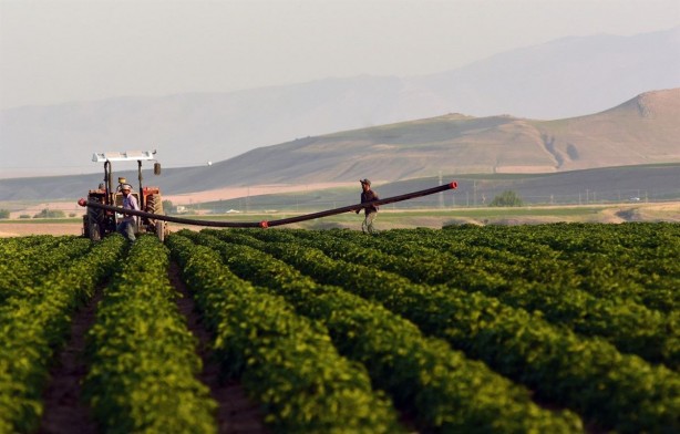 Foto - Aile başı 10 hektar, 150 bin aileye verilecek! Bedava toprak dağıtacaklar