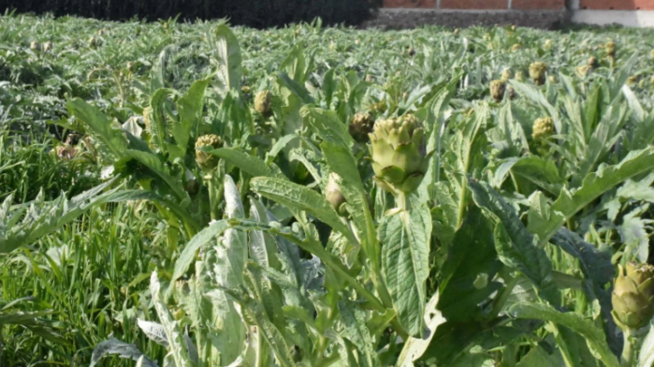 Ailece üretip internetten satıyorlar! Türkiye'nin dört bir yanından talep var