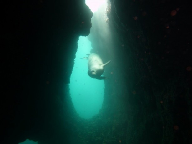  Airbus balıkların yuvası oldu