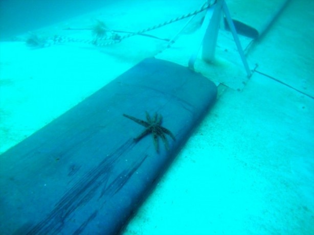 Foto - Airbus balıkların yuvası oldu