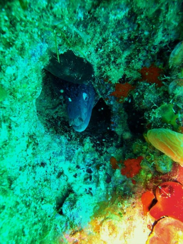Foto - Airbus balıkların yuvası oldu
