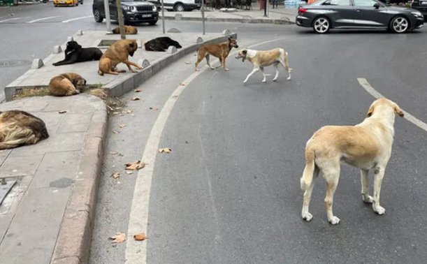 Foto - Ajda Pekkan’dan "sokak köpekleri" çıkışı