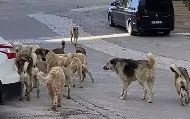 Foto - Ajda Pekkan’dan "sokak köpekleri" çıkışı