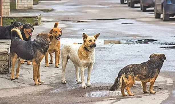 Foto - Ajda Pekkan’dan "sokak köpekleri" çıkışı