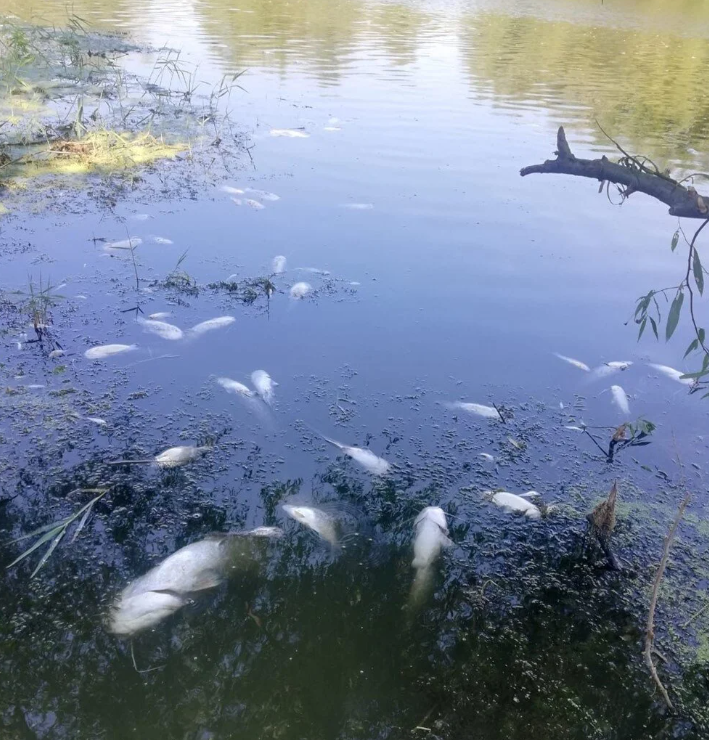 Foto - AK Parti’den CHP’ye geçmişti! Marmara’daki müsilajın kaynağı Nilüfer çayı zehir saçıyor BUSKİ’ye 3.5 milyon ceza