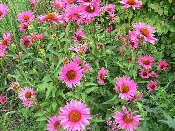 Foto - Akciğerleri temizleyen 6 besin