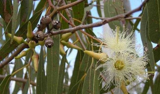 Foto - Akciğerleri temizleyen 6 besin