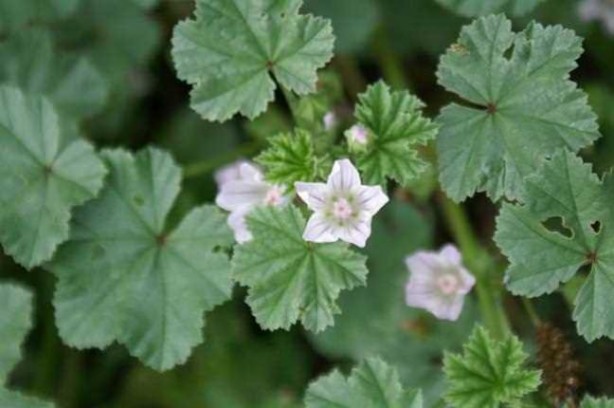 Foto - Akciğerleri temizleyen 6 besin