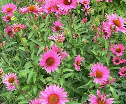 Foto - Akciğerleri yenileyen 6 mucize besin: Kış için olmazsa olmaz! Duyan şaştı kaldı!