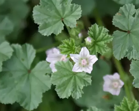 Foto - Akciğerleri yenileyen 6 mucize besin: Kış için olmazsa olmaz! Duyan şaştı kaldı!