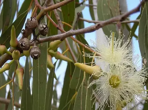 Foto - Akciğerleri yenileyen 6 mucize besin: Kış için olmazsa olmaz! Duyan şaştı kaldı!