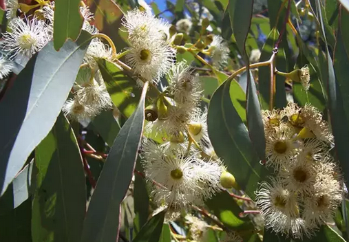 Foto - Akciğerleri yenileyen 6 mucize besin: Kış için olmazsa olmaz! Duyan şaştı kaldı!