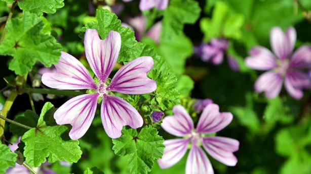 Foto - Akciğerleri yenileyen 7 muhteşem besin ne? İnsanın uzun yaşam sırrı... Şaşkına çeviren 'enteresan' detaylar