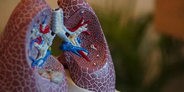 Foto - Akciğerlerinizi sıfırlayın: Muhteşem, birebir tutan karışım bakın ne! Uzmanlar tarafından açıklandı: Tertemiz yapıyor