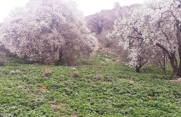Foto - Akdamar Adası’na bahar geldi