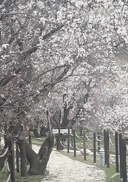 Foto - Akdamar Adası’na bahar geldi