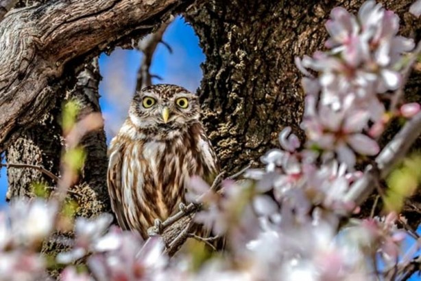 Foto - Akdamar Adası'na ziyaretçi akını