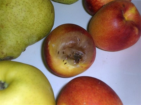 Foto - Akdeniz Meyve Sineğine ile mücadele dönemi başladı