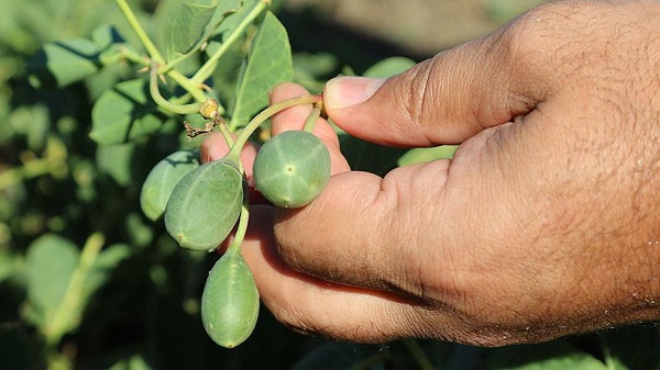 Foto - Akdeniz mutfağının olmazsa olmazı! Bu bitki her derde deva