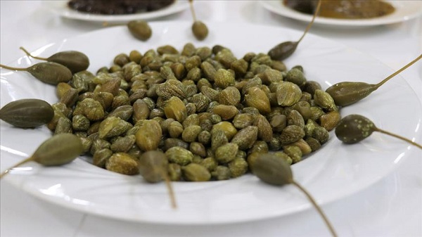 Foto - Akdeniz mutfağının olmazsa olmazı! Bu bitki her derde deva