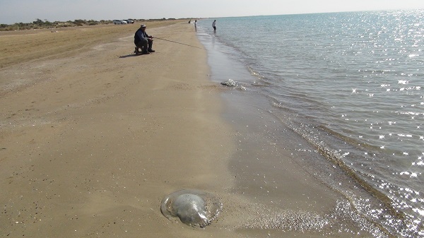 Foto - Akdeniz sahillerini istila ettiler