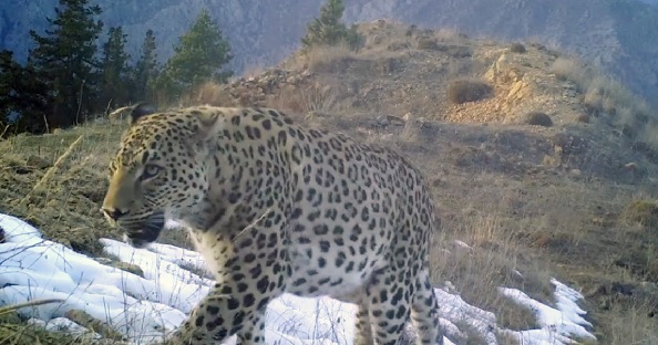 Foto - Akdeniz ve Ege'de 'Anadolu leoparı' heyecanı! Sayıları her geçen gün artıyor