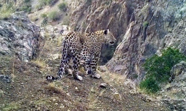 Foto - Akdeniz ve Ege'de 'Anadolu leoparı' heyecanı! Sayıları her geçen gün artıyor