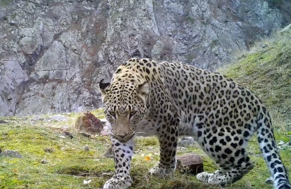 Foto - Akdeniz ve Ege'de 'Anadolu leoparı' heyecanı! Sayıları her geçen gün artıyor