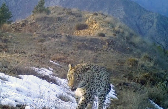 Foto - Akdeniz ve Ege'de 'Anadolu leoparı' heyecanı! Sayıları her geçen gün artıyor