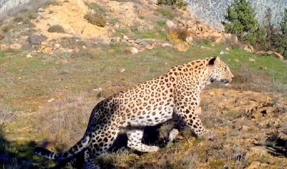 Foto - Akdeniz ve Ege'de 'Anadolu leoparı' heyecanı! Sayıları her geçen gün artıyor