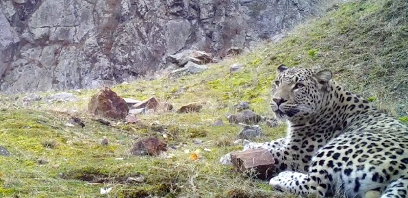 Foto - Akdeniz ve Ege'de 'Anadolu leoparı' heyecanı! Sayıları her geçen gün artıyor
