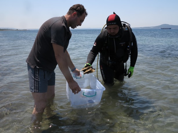 Foto - Akdeniz ve Ege'yi tehdit ediyor! "Pina"ları yok ediyor