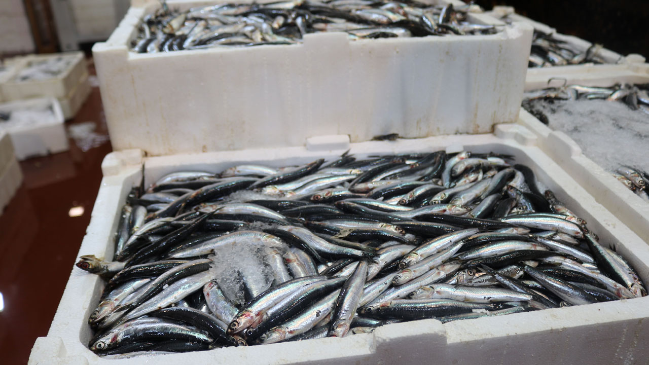 Akdeniz'de bolluk! Kasalar dolusu balık yarı fiyatına satılıyor