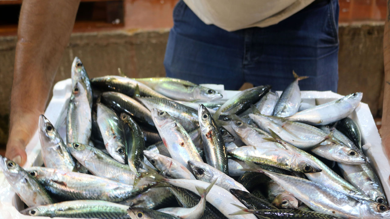 Foto - Akdeniz'de bolluk! Kasalar dolusu balık yarı fiyatına satılıyor