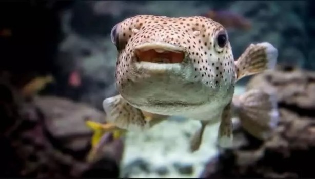 Foto - Akdeniz'de korkunç durum! Çanakkale Boğazı'na dayandı!