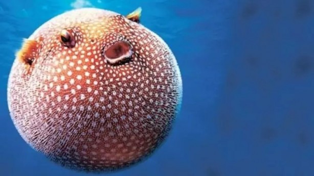 Foto - Akdeniz'de korkunç durum! Çanakkale Boğazı'na dayandı!