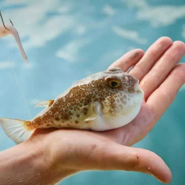 Foto - Akdeniz'de korkunç durum! Çanakkale Boğazı'na dayandı!
