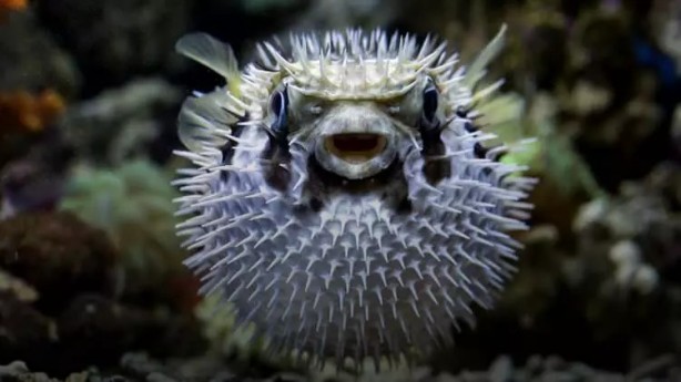Foto - Akdeniz'de korkunç durum! Çanakkale Boğazı'na dayandı!